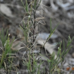 Epilobium billardiereanum subsp. cinereum (Hairy Willow Herb) at Fowles St. Woodland, Weston - 26 Dec 2020 by AliceH