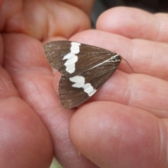 Nyctemera amicus (Senecio Moth, Magpie Moth, Cineraria Moth) at Glen Allen, NSW - 31 Dec 2020 by JBrickhill