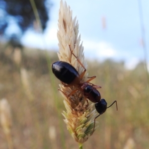 Camponotus consobrinus at Tuggeranong DC, ACT - 3 Jan 2021