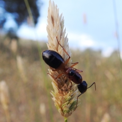 Camponotus consobrinus (Banded sugar ant) at Bullen Range - 3 Jan 2021 by HelenCross