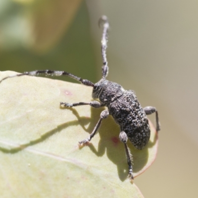 Ancita australis (Longicorn or longhorn beetle) at Aranda Bushland - 27 Nov 2020 by AlisonMilton