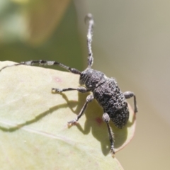 Ancita australis (Longicorn or longhorn beetle) at Aranda Bushland - 26 Nov 2020 by AlisonMilton