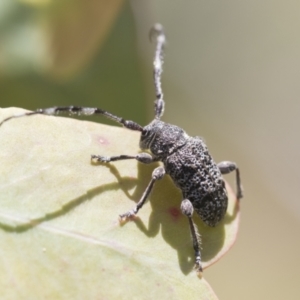 Ancita australis at Holt, ACT - 27 Nov 2020