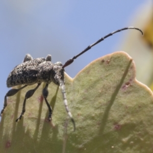 Ancita australis at Holt, ACT - 27 Nov 2020