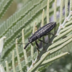 Rhinotia sp. (genus) (Unidentified Rhinotia weevil) at Aranda Bushland - 26 Nov 2020 by AlisonMilton