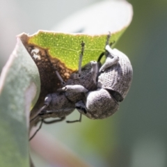 Polyphrades paganus (A weevil) at Holt, ACT - 27 Nov 2020 by AlisonMilton