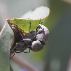 Polyphrades paganus at Holt, ACT - 27 Nov 2020