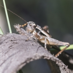 Trigonidiidae (family) (Swordtail cricket) at Aranda Bushland - 26 Nov 2020 by AlisonMilton
