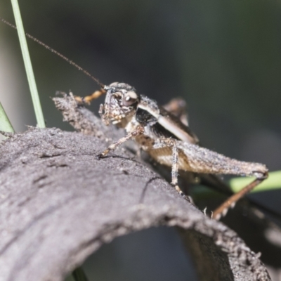 Trigonidiidae (family) (Swordtail cricket) at Aranda Bushland - 26 Nov 2020 by AlisonMilton