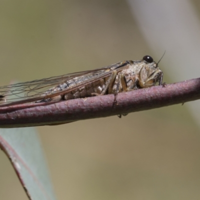 Galanga labeculata (Double-spotted cicada) at Aranda Bushland - 27 Nov 2020 by AlisonMilton