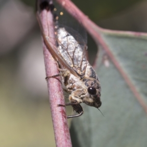 Galanga labeculata at Holt, ACT - 27 Nov 2020