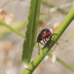 Oechalia schellenbergii (Spined Predatory Shield Bug) at Holt, ACT - 27 Nov 2020 by AlisonMilton