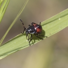 Oechalia schellenbergii at Holt, ACT - 27 Nov 2020