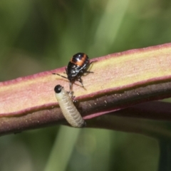 Oechalia schellenbergii at Holt, ACT - 27 Nov 2020