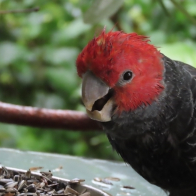 Callocephalon fimbriatum (Gang-gang Cockatoo) at Red Hill, ACT - 2 Jan 2021 by roymcd