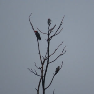 Callocephalon fimbriatum at Red Hill, ACT - 3 Jan 2021