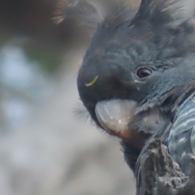 Callocephalon fimbriatum (Gang-gang Cockatoo) at Garran, ACT - 1 Jan 2021 by roymcd