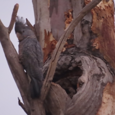 Callocephalon fimbriatum (Gang-gang Cockatoo) at Garran, ACT - 23 Dec 2020 by roymcd