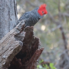 Callocephalon fimbriatum (Gang-gang Cockatoo) at GG212 - 30 Dec 2020 by roymcd