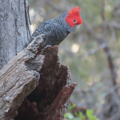 Callocephalon fimbriatum (Gang-gang Cockatoo) at GG84 - 30 Dec 2020 by roymcd