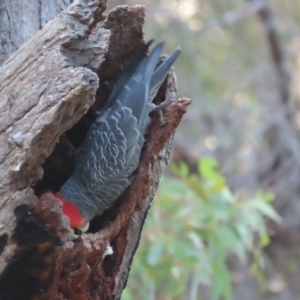 Callocephalon fimbriatum at Garran, ACT - 30 Dec 2020