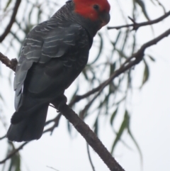 Callocephalon fimbriatum (Gang-gang Cockatoo) at O'Malley, ACT - 31 Dec 2020 by roymcd