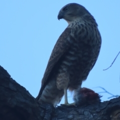 Tachyspiza fasciata (Brown Goshawk) at Red Hill, ACT - 24 Dec 2020 by roymcd