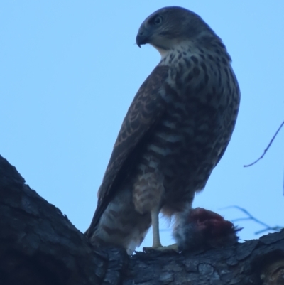 Tachyspiza fasciata (Brown Goshawk) at Red Hill, ACT - 24 Dec 2020 by roymcd