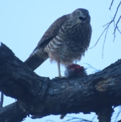 Accipiter fasciatus at Red Hill, ACT - 24 Dec 2020