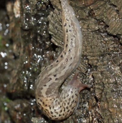 Limax maximus (Leopard Slug, Great Grey Slug) at ANBG - 3 Jan 2021 by Tim L