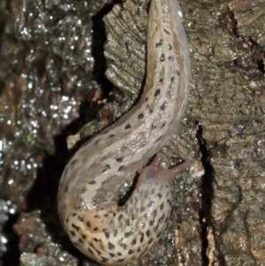 Limax maximus at Acton, ACT - 3 Jan 2021 12:27 PM