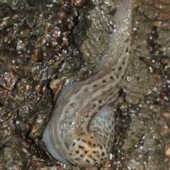 Limax maximus at Acton, ACT - 3 Jan 2021 12:27 PM