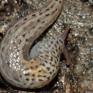 Limax maximus at Acton, ACT - 3 Jan 2021 12:27 PM