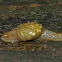 Mysticarion porrectus (Golden Semi-slug) at ANBG - 3 Jan 2021 by Tim L