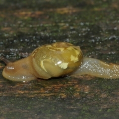 Mysticarion porrectus (Golden Semi-slug) at Acton, ACT - 3 Jan 2021 by Tim L