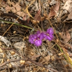 Thysanotus patersonii (Twining Fringe Lily) at Nail Can Hill - 2 Jan 2021 by ChrisAllen