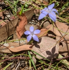 Wahlenbergia sp. (Bluebell) at Nail Can Hill - 2 Jan 2021 by ChrisAllen