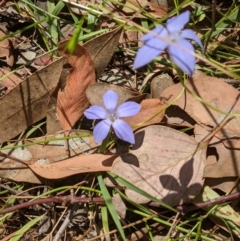 Wahlenbergia sp. (Bluebell) at Splitters Creek, NSW - 2 Jan 2021 by ChrisAllen