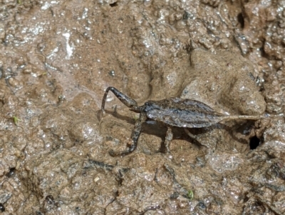 Laccotrephes tristis (Water Scorpion or Toe-biter) at Hamilton Valley, NSW - 2 Jan 2021 by ChrisAllen