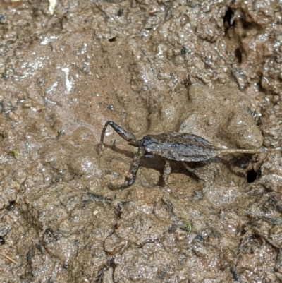 Laccotrephes tristis (Water Scorpion or Toe-biter) at Nail Can Hill - 2 Jan 2021 by ChrisAllen