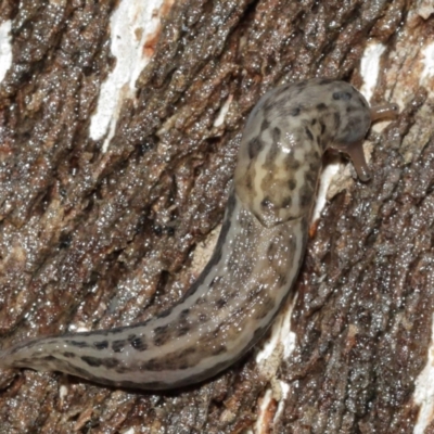 Limax maximus (Leopard Slug, Great Grey Slug) at ANBG - 3 Jan 2021 by Tim L