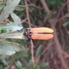 Castiarina nasuta (A jewel beetle) at Barton, ACT - 2 Jan 2021 by natureguy