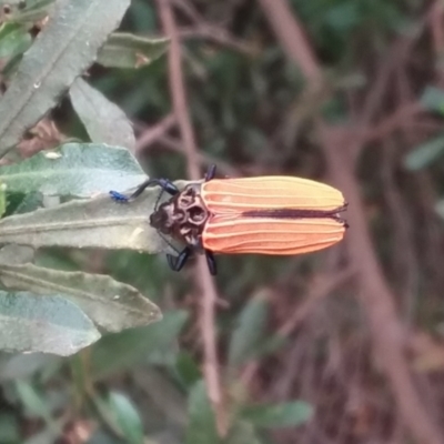 Castiarina nasuta (A jewel beetle) at Mount Ainslie to Black Mountain - 1 Jan 2021 by natureguy