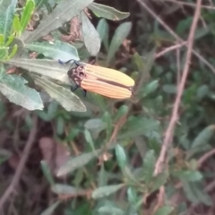 Castiarina nasuta at Barton, ACT - 2 Jan 2021 09:55 AM