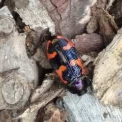 Castiarina bremei (A jewel beetle) at Mount Ainslie to Black Mountain - 1 Jan 2021 by natureguy