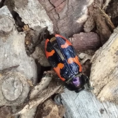 Castiarina bremei (A jewel beetle) at Lake Burley Griffin Central/East - 1 Jan 2021 by natureguy