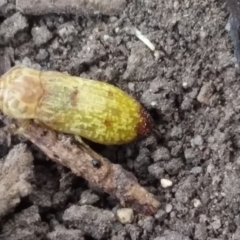 Castiarina testacea (A eucalyptus bud mimic jewel beetle) at Mount Ainslie to Black Mountain - 1 Jan 2021 by natureguy