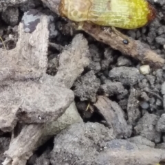 Castiarina testacea at Barton, ACT - 2 Jan 2021