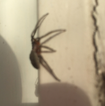 Dolophones sp. (genus) (Wrap-around spider) at Flea Bog Flat to Emu Creek Corridor - 3 Jan 2021 by JohnGiacon