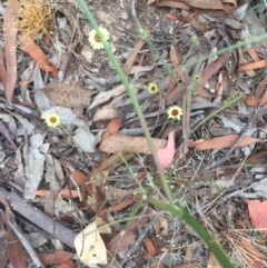 Tolpis barbata (Yellow Hawkweed) at Forde, ACT - 1 Jan 2021 by jgiacon